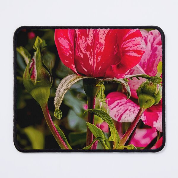 Item preview, Pink Striped Rose in Bloom designed and sold by Wildframe Works.