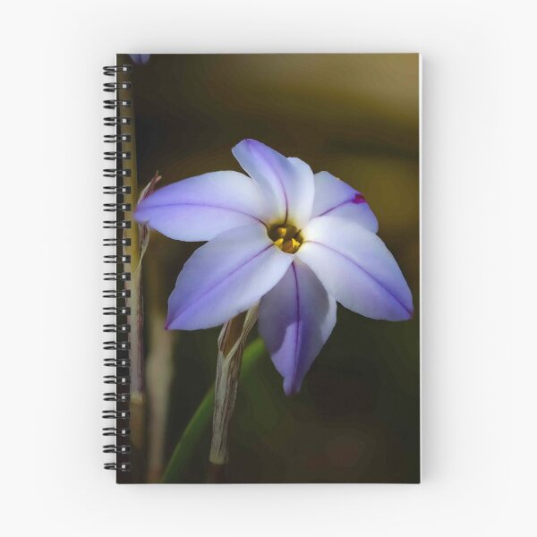 Artikelvorschau, Die Frühlingssternblume entworfen und verkauft von Twisted Light Images.