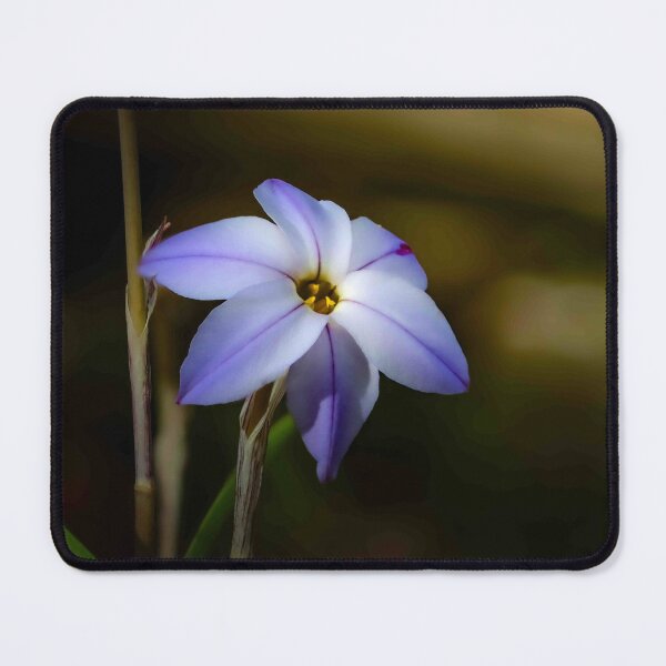 Item preview, The Spring Star flower designed and sold by Twisted Light Images.