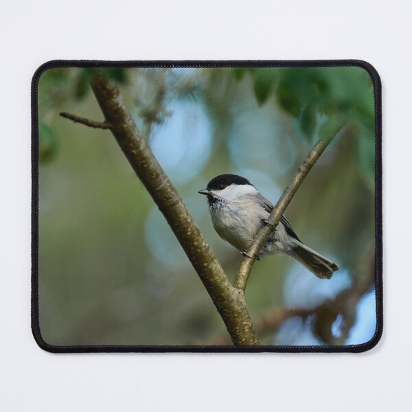 Item preview, Rowans choise. Willow Tit designed and sold by Jouko Lehto Photography.