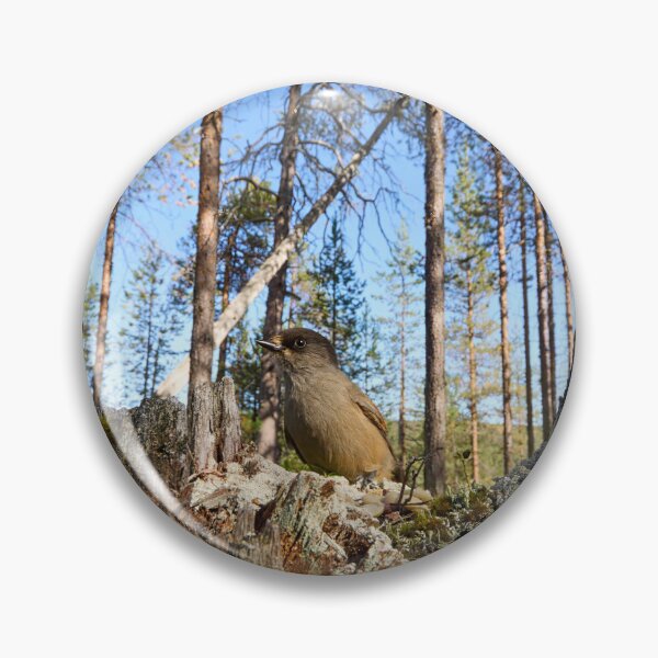 Item preview, Pinewoods. Siberian jay designed and sold by Jouko Lehto Photography.