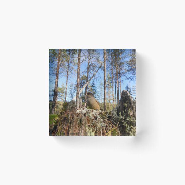 Item preview, Pinewoods. Siberian jay designed and sold by Jouko Lehto Photography.