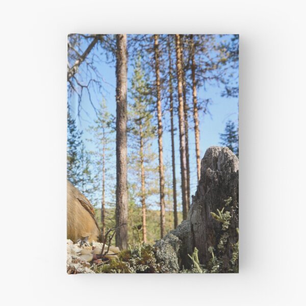 Item preview, Pinewoods. Siberian jay designed and sold by Jouko Lehto Photography.