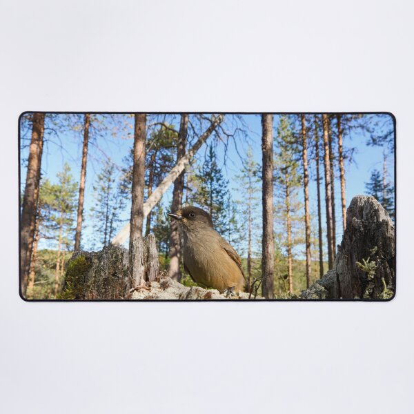 Item preview, Pinewoods. Siberian jay designed and sold by Jouko Lehto Photography.