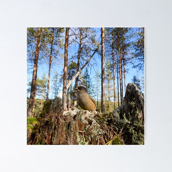 Item preview, Pinewoods. Siberian jay designed and sold by Jouko Lehto Photography.