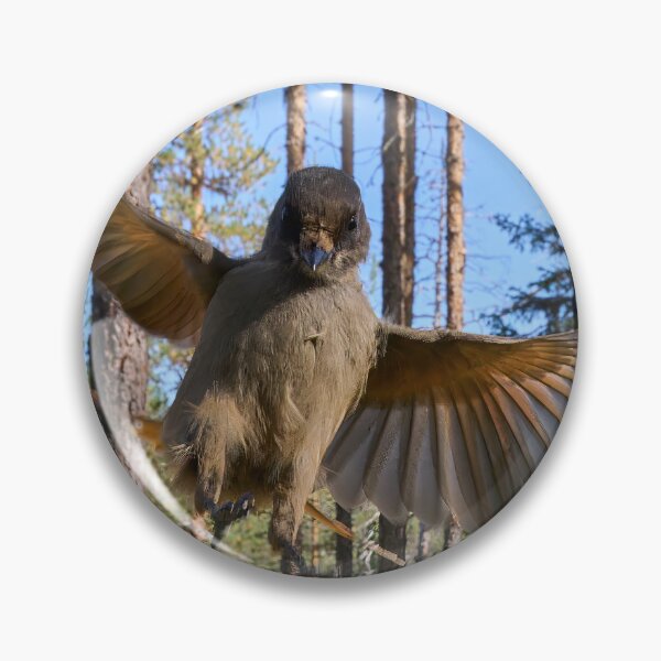 Item preview, I'm here. Siberian jay designed and sold by Jouko Lehto Photography.