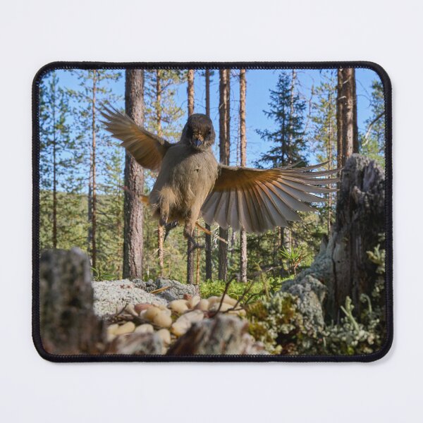 Item preview, I'm here. Siberian jay designed and sold by Jouko Lehto Photography.