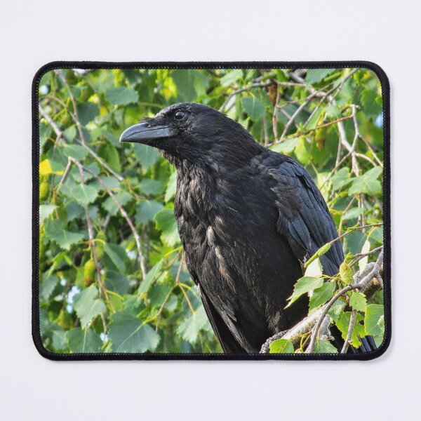 Item preview, The Watchful Raven in Birch Foliage designed and sold by Astute-Artio-Photography.
