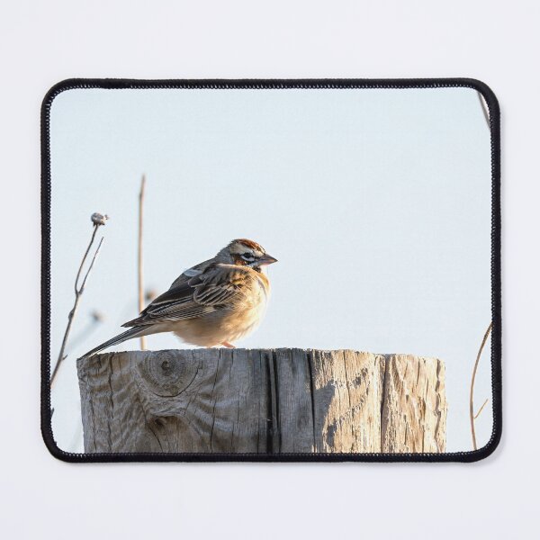 Item preview, Lark Sparrow on a Country Road Post designed and sold by Debra Martz.
