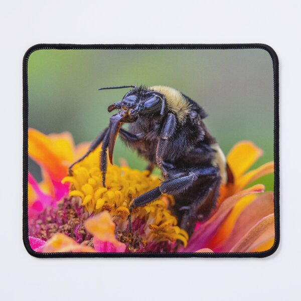 Item preview, Feeding Bee on orange flower designed and sold by Stephanie SD3 Creative.