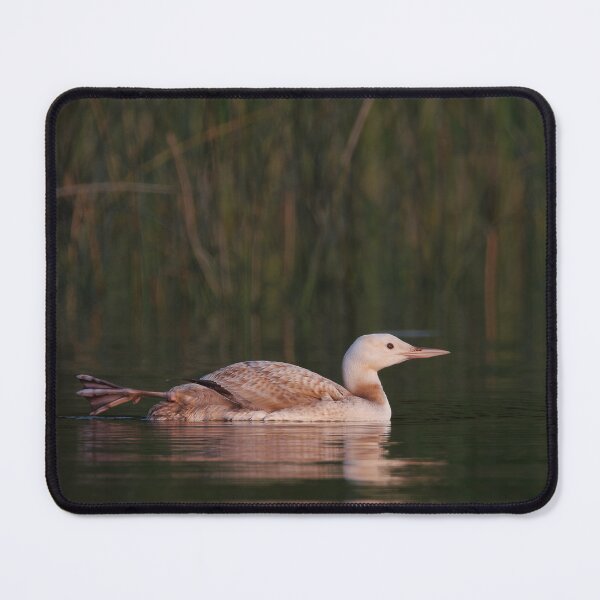 Item preview, Peace with Luke the Leucistic loon in northern Minnesota designed and sold by Rpaul13.