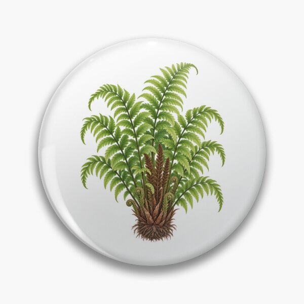 Item preview, Ostrich Fern (Matteuccia struthiopteris) – Detailed Botanical Fern Illustration designed and sold by Ink-Whiskers.