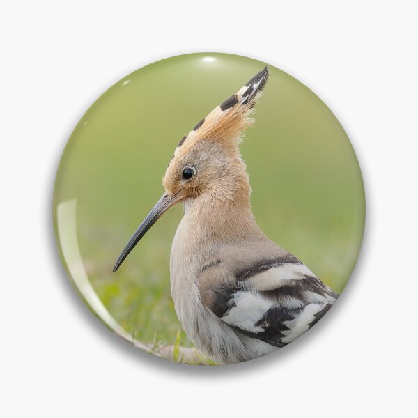 Item preview, Hoopoe designed and sold by deeve0.