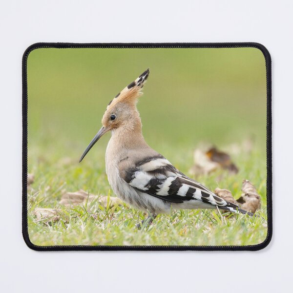 Item preview, Hoopoe designed and sold by deeve0.