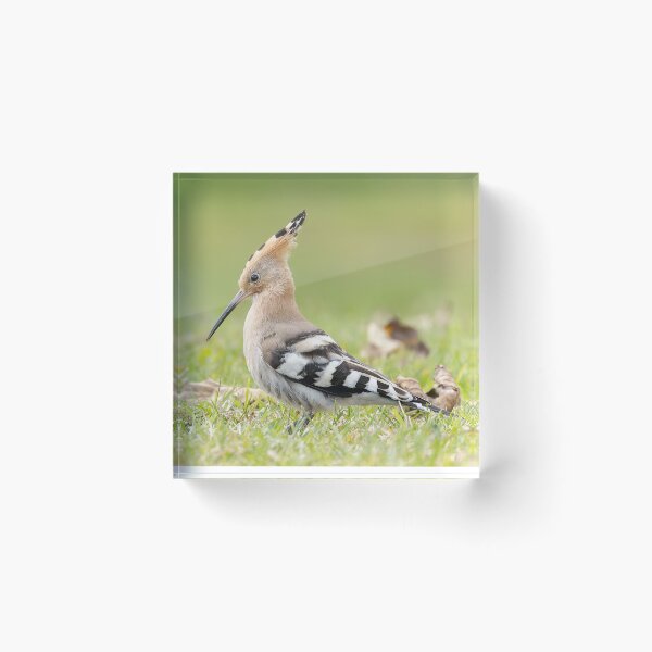 Item preview, Hoopoe designed and sold by deeve0.