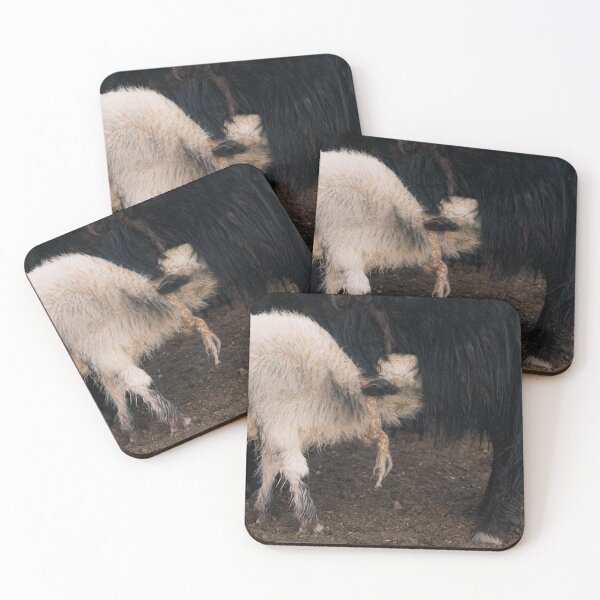 Item preview, Yak Calf at Feeding Time designed and sold by Roamgrain Photos.