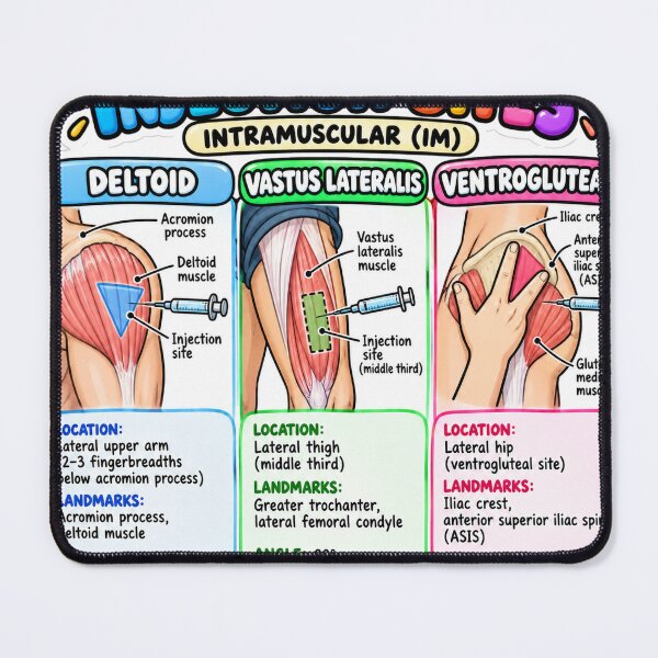 Item preview, Injection Sites Clay Intramuscular Nursing Student Sticker designed and sold by isokinetic.