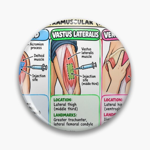 Item preview, Injection Sites Clay Intramuscular Nursing Student Sticker designed and sold by isokinetic.