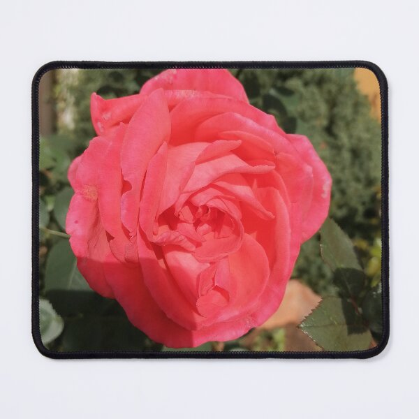 Item preview, Vibrant Pink Rose In Garden designed and sold by PhuongVoArt.