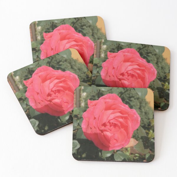 Item preview, Vibrant Pink Rose In Garden designed and sold by PhuongVoArt.