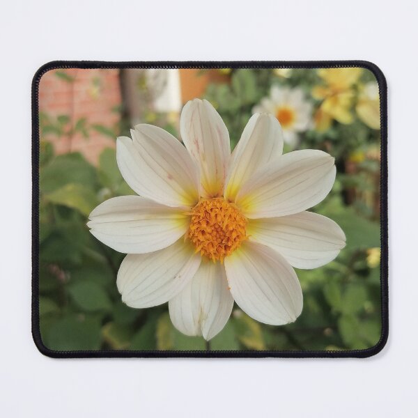Item preview, White Dahlia With Yellow Center designed and sold by PhuongVoArt.