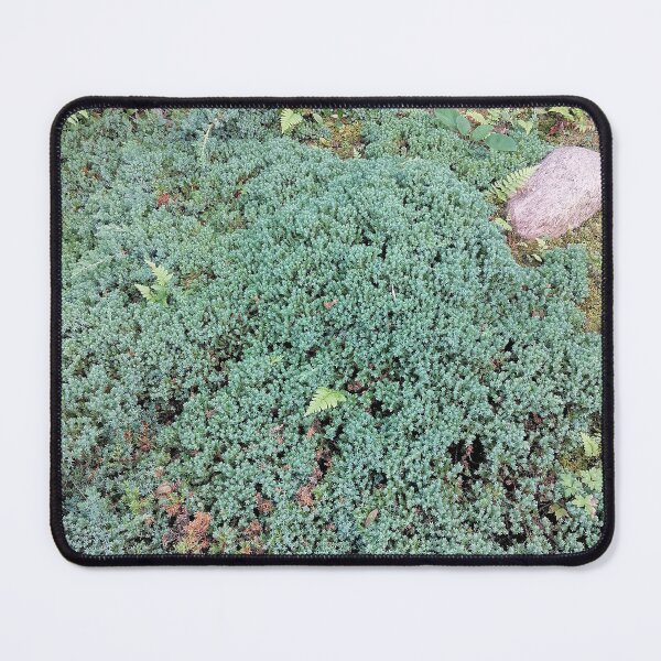Item preview, Green Groundcover Ferns Natural Stone designed and sold by PhuongVoArt.