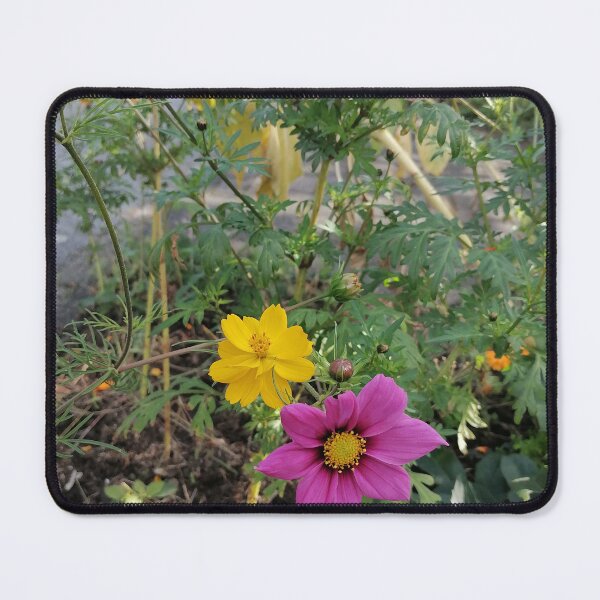 Artikelvorschau, Pink And Yellow Cosmos Flowers entworfen und verkauft von PhuongVoArt.