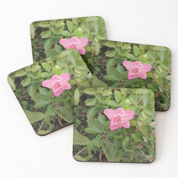 Item preview, Pink Rose Blooming Among Green Leaves designed and sold by PhuongVoArt.