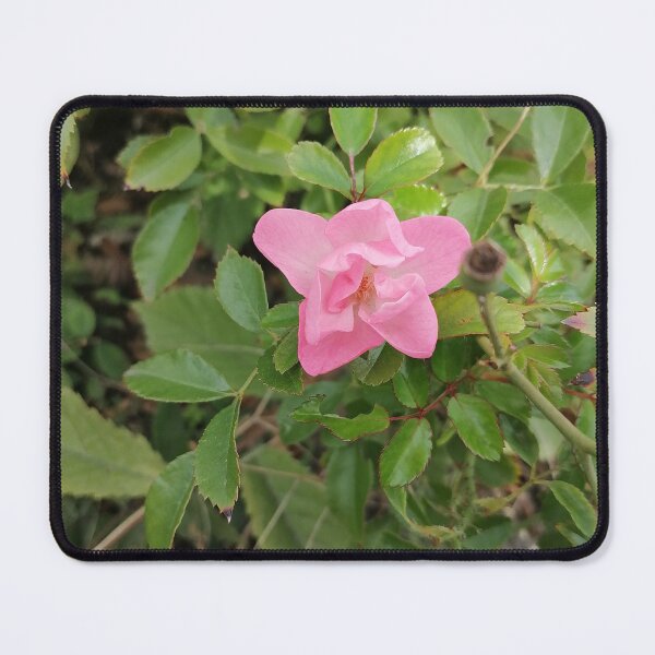 Item preview, Pink Rose Blooming Among Green Leaves designed and sold by PhuongVoArt.