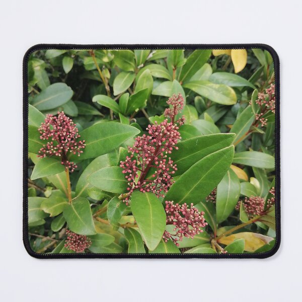 Item preview, Pink Skimmia Flowers And Green Leaves designed and sold by PhuongVoArt.