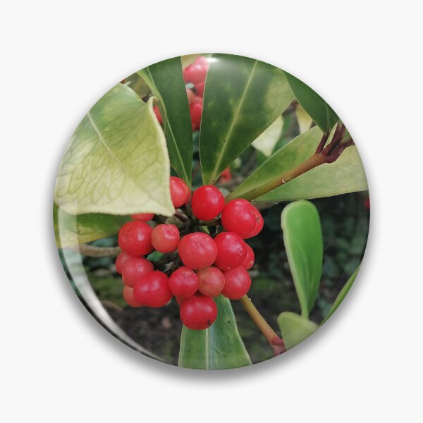 Artikelvorschau, Bright Red Skimmia Berries Green Leaves entworfen und verkauft von PhuongVoArt.