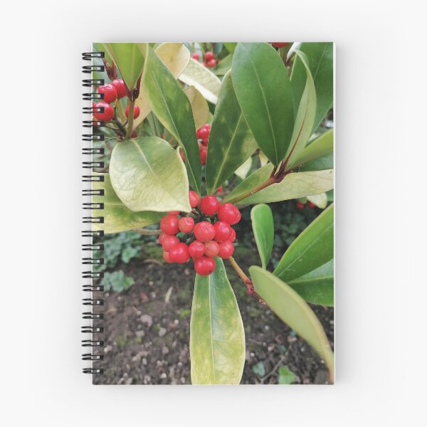 Item preview, Bright Red Skimmia Berries Green Leaves designed and sold by PhuongVoArt.