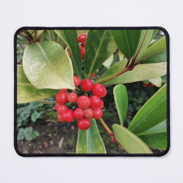 Item preview, Bright Red Skimmia Berries Green Leaves designed and sold by PhuongVoArt.