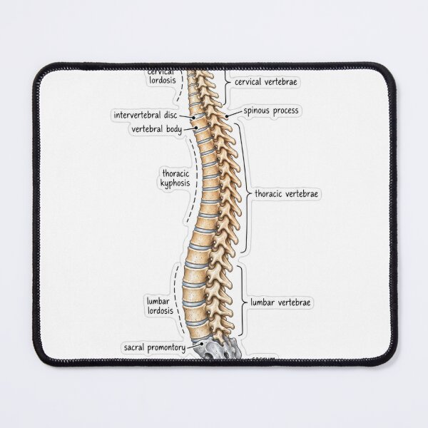 Item preview, Anatomy Vertebral Column Physical Therapy Sticker designed and sold by isokinetic.