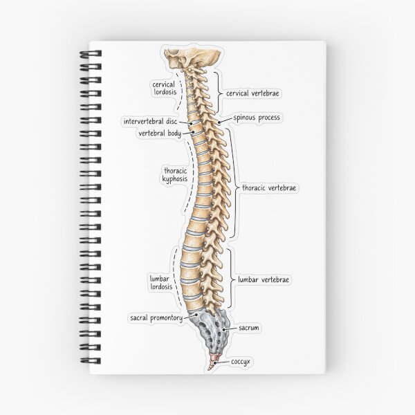 Item preview, Anatomy Vertebral Column Physical Therapy Sticker designed and sold by isokinetic.