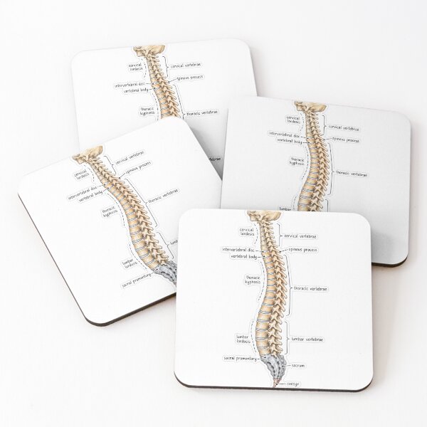 Item preview, Anatomy Vertebral Column Physical Therapy Sticker designed and sold by isokinetic.