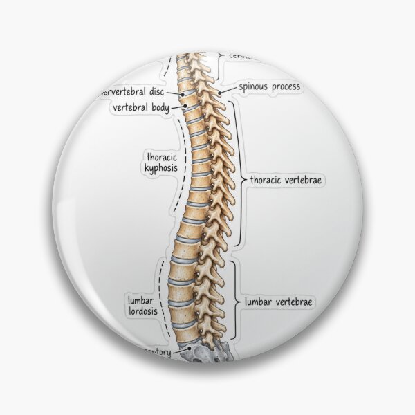 Item preview, Anatomy Vertebral Column Physical Therapy Sticker designed and sold by isokinetic.