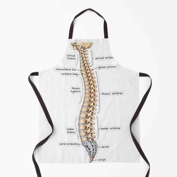Item preview, Anatomy Vertebral Column Physical Therapy Sticker designed and sold by isokinetic.