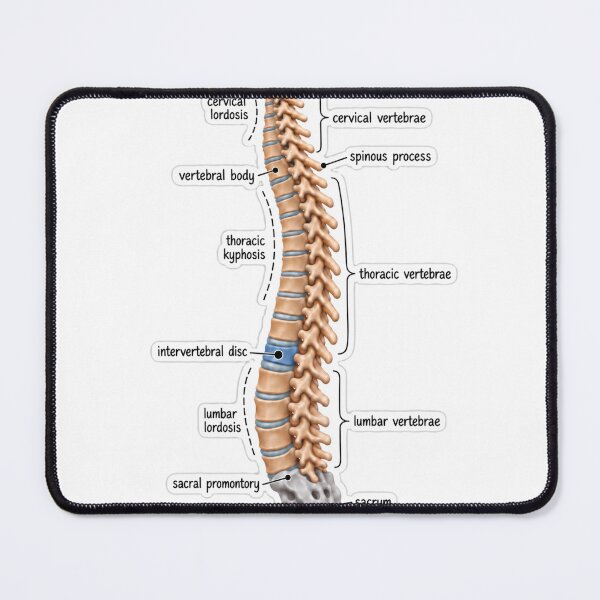 Item preview, Anatomy Vertebral Column Clay Physical Therapy Sticker designed and sold by isokinetic.