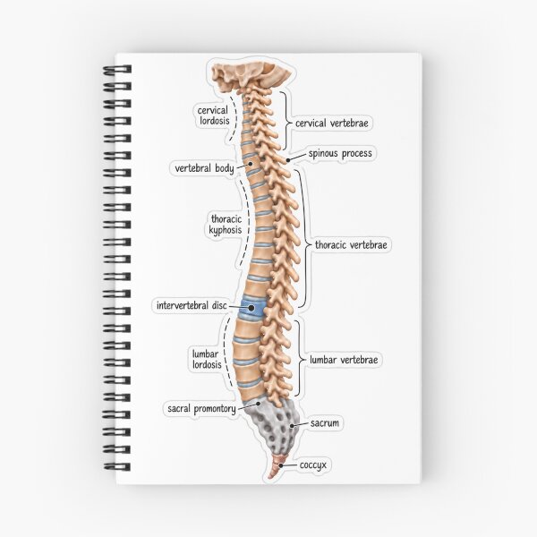 Item preview, Anatomy Vertebral Column Clay Physical Therapy Sticker designed and sold by isokinetic.