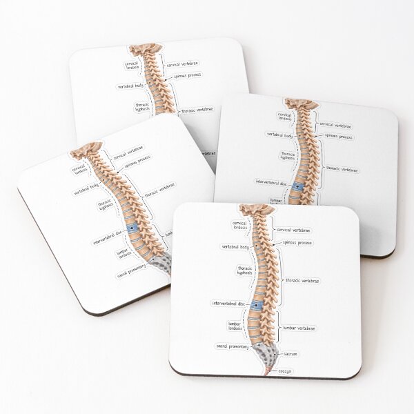 Item preview, Anatomy Vertebral Column Clay Physical Therapy Sticker designed and sold by isokinetic.