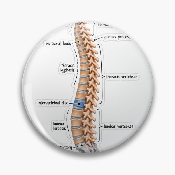 Item preview, Anatomy Vertebral Column Clay Physical Therapy Sticker designed and sold by isokinetic.