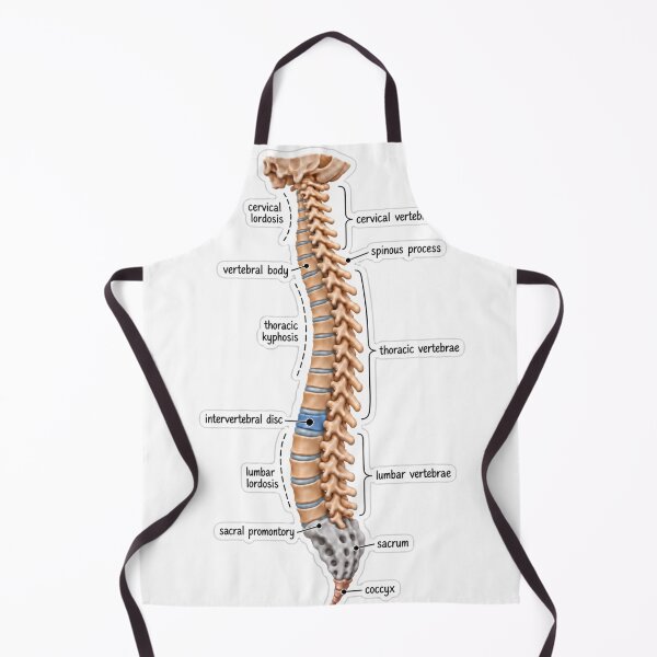 Item preview, Anatomy Vertebral Column Clay Physical Therapy Sticker designed and sold by isokinetic.