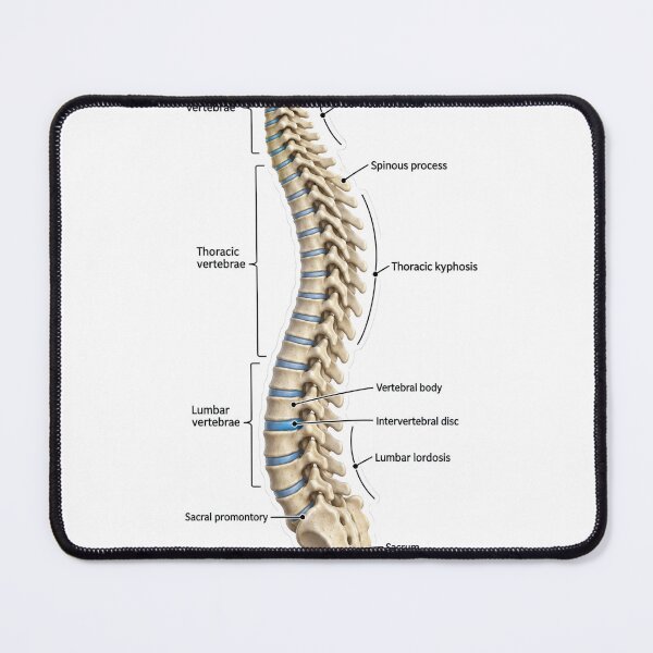 Item preview, Anatomy Vertebral Column 3D Physical Therapy Sticker designed and sold by isokinetic.