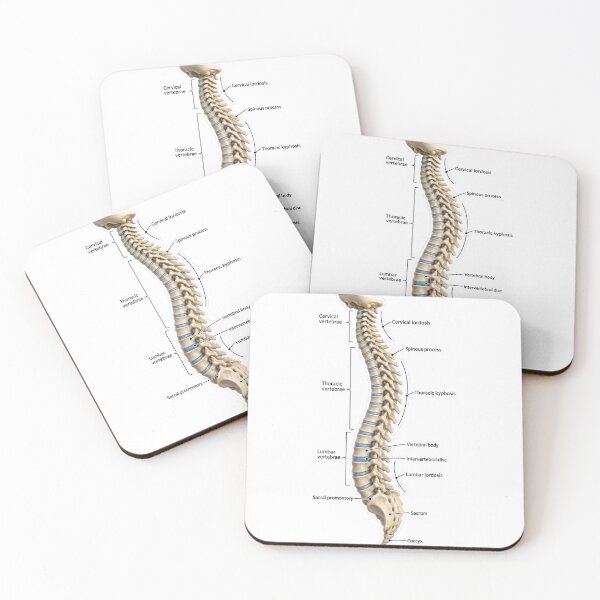 Item preview, Anatomy Vertebral Column 3D Physical Therapy Sticker designed and sold by isokinetic.