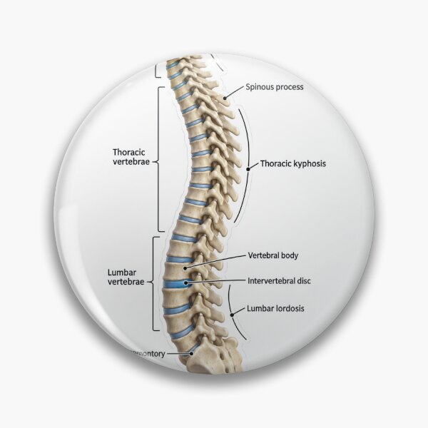 Item preview, Anatomy Vertebral Column 3D Physical Therapy Sticker designed and sold by isokinetic.
