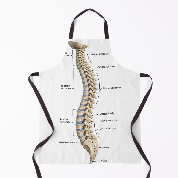 Item preview, Anatomy Vertebral Column 3D Physical Therapy Sticker designed and sold by isokinetic.