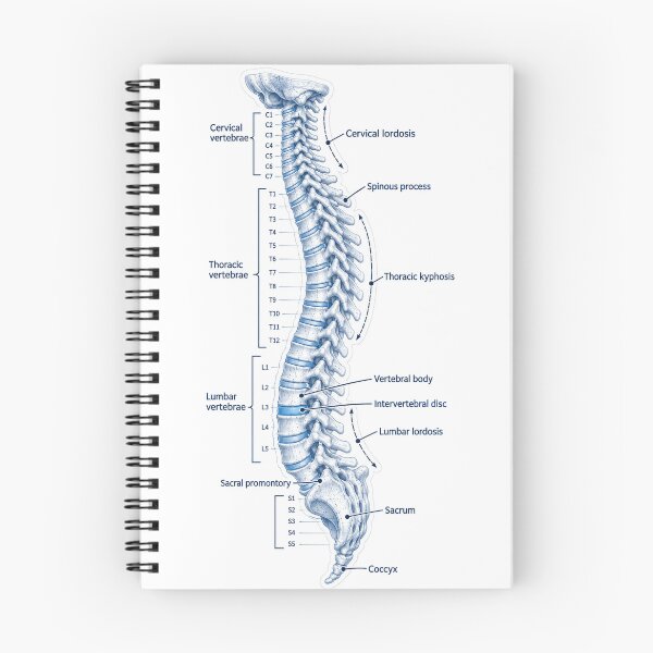 Item preview, Anatomy Vertebral Column Blueprint Physical Therapy Sticker designed and sold by isokinetic.