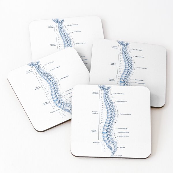Item preview, Anatomy Vertebral Column Blueprint Physical Therapy Sticker designed and sold by isokinetic.