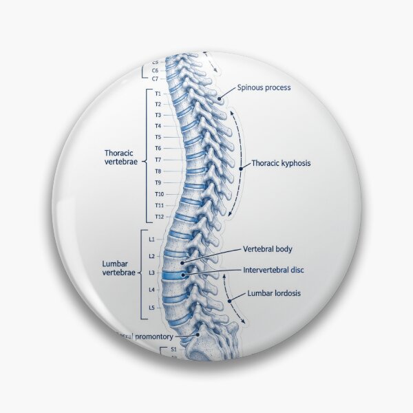 Item preview, Anatomy Vertebral Column Blueprint Physical Therapy Sticker designed and sold by isokinetic.